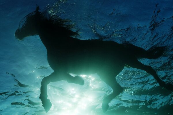 Cheval noir dans l eau claire