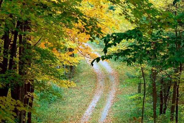 Feuillage d automne penché sur la route de la forêt