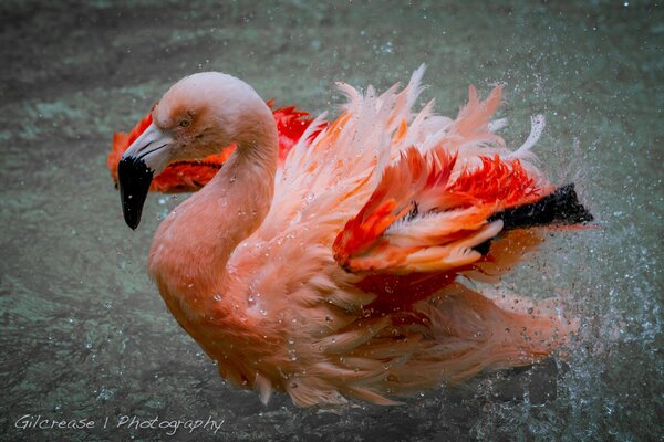 Der rosa Flamingo landete im Wasser