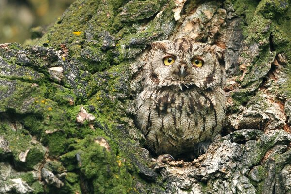 Hibou ajusté à la couleur de l arbre