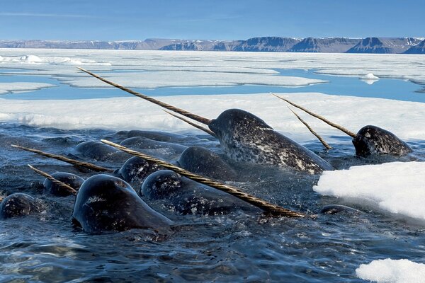 Winter ocean shore and dolphins