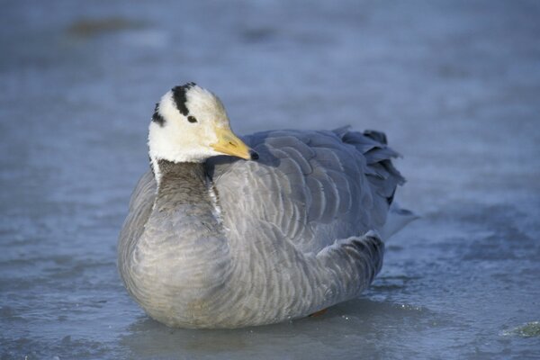 Beautiful duck with silver feathers