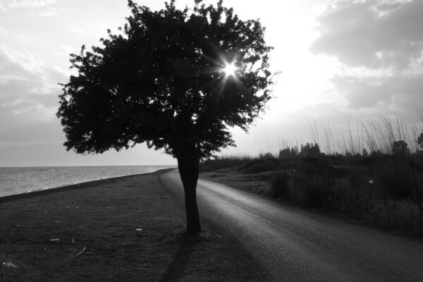 Foto monocromatica di un albero sullo sfondo di una strada deserta