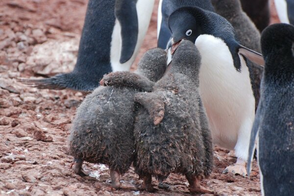 Two penguin friends in the snow