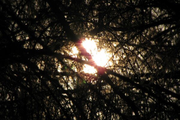 The light of the sun in the middle of the bushes of a terrible forest