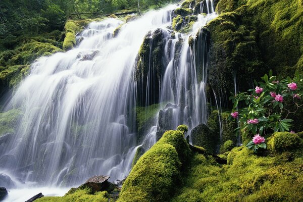 Image d une cascade de montagne pure