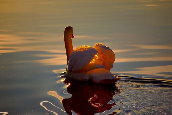 Increspature riflessione cigno in acqua