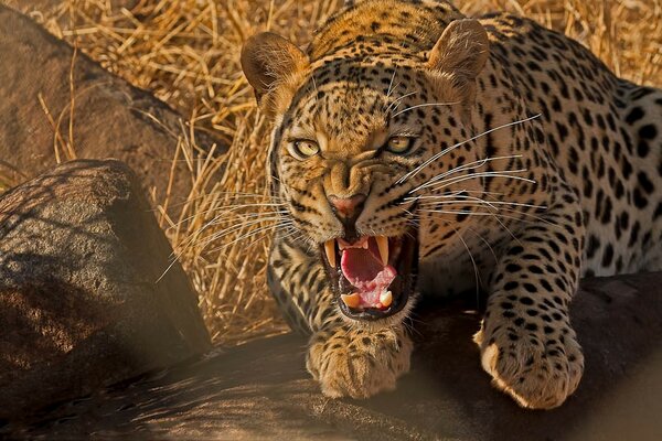 Image d un léopard redoutable à la chasse