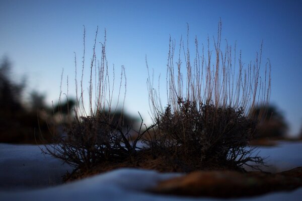 Arbusto de invierno en la nieve
