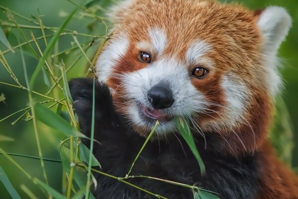 A small cub eats bamboo