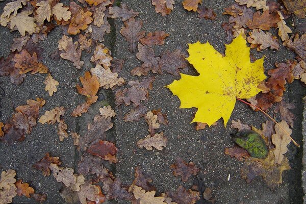 Yellow maple leaf on the road in autumn
