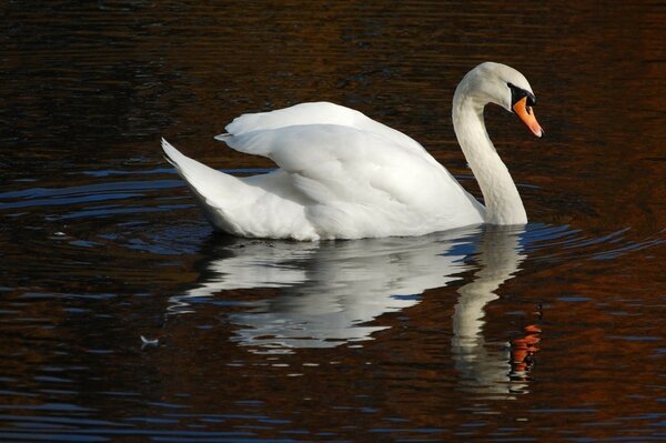 A white swan is floating on the water