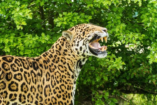 Jaguar bâillement a montré d énormes crocs