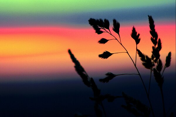 Infinitely beautiful sky and a stalk