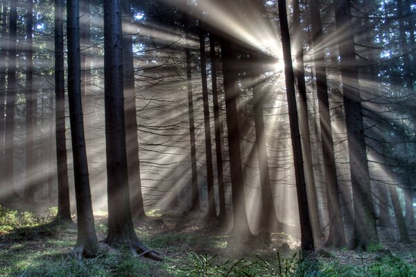 Ramure dans la forêt les rayons du soleil se frayent un chemin à travers les arbres