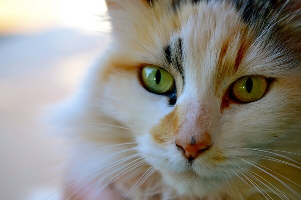 Chat roux aux yeux verts