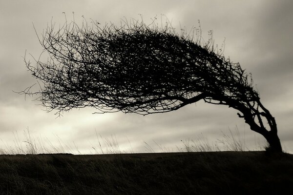 A lonely tree in the steppe