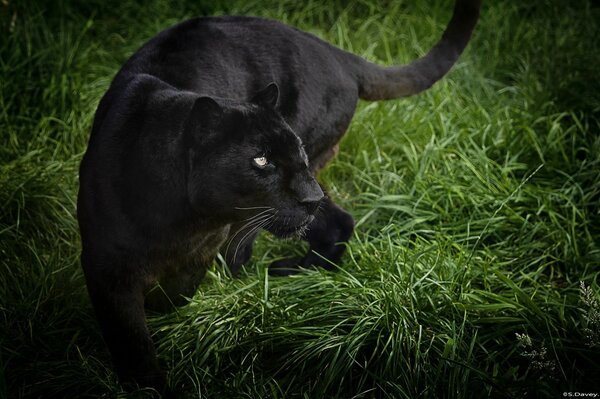 Schwarzer Panther auf grünem Gras