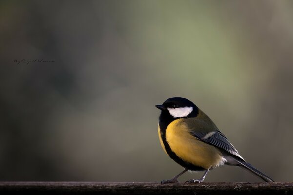 Schöner gelber Vogel auf einem Ast