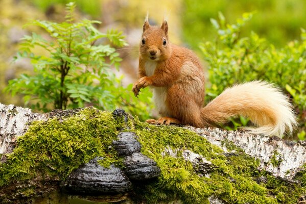 Ambiente de verano con animales