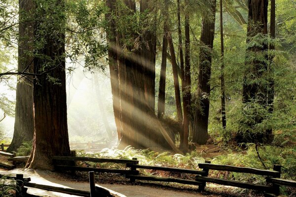 Sentiero soleggiato della foresta. raggi di sole nella foresta