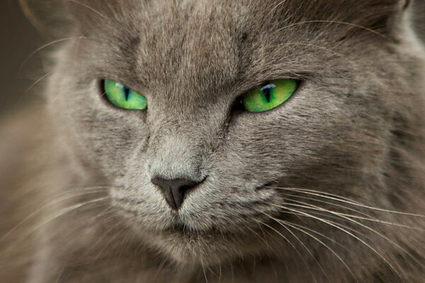 Grüne Augen einer schönen rauchigen Katze