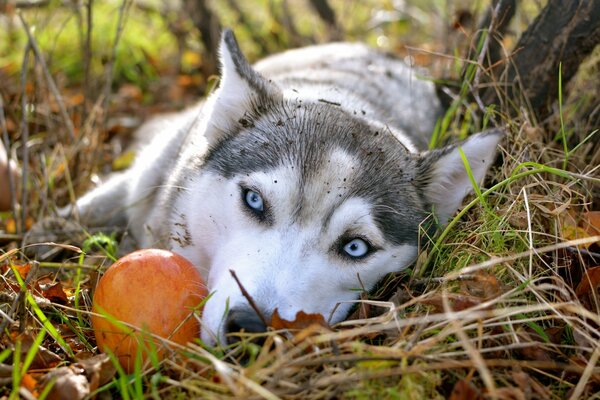 Beautiful husky in the autumn forest with sad eyes