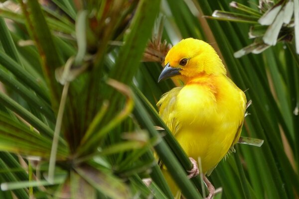 Vogel sucht ein Blatt Gras