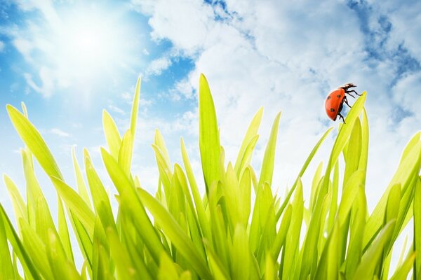 Der Sommer ist in vollem Gange - ein Marienkäfer kriecht auf dem Gras herum