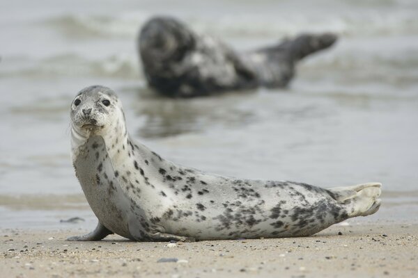Mammiferi animali. sfocatura del mare sullo sfondo della foca