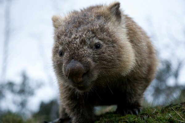 Vue de petits animaux avec des dents