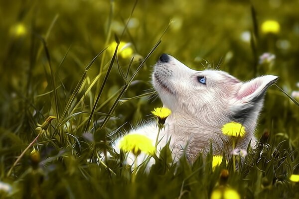 Der Husky ruht auf dem Rasen inmitten von Blumen