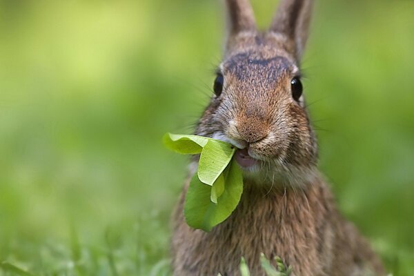 Cuento de verano con conejo en la naturaleza