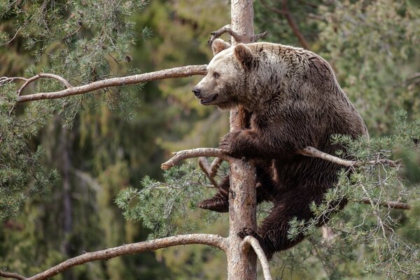 Ours brun a grimpé sur le pin