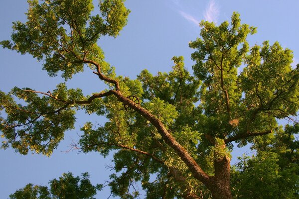 Photo of a tree branch from below