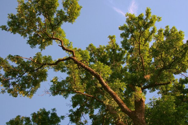 Foto del ramo di un albero dal basso