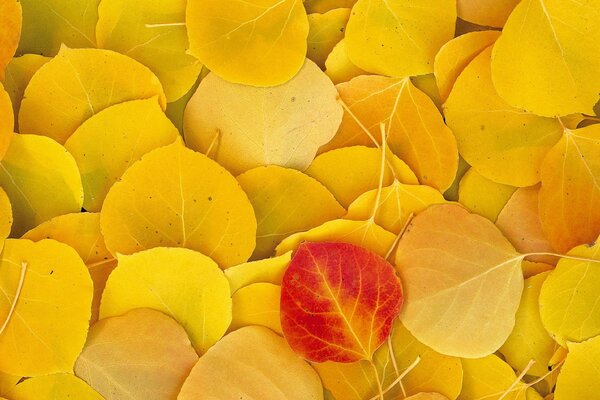 El follaje de otoño amarillo se encuentra en una alfombra densa