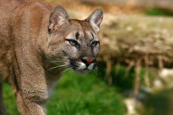 Dzika puma wypatrująca swojego tyłka