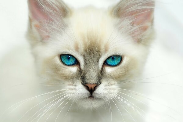 Chat séduisant aux yeux bleus