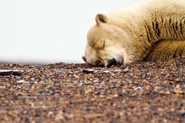 A polar bear sleeps on the rocks