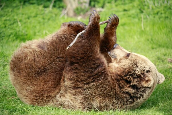 Oso de peluche jugando en la hierba verde