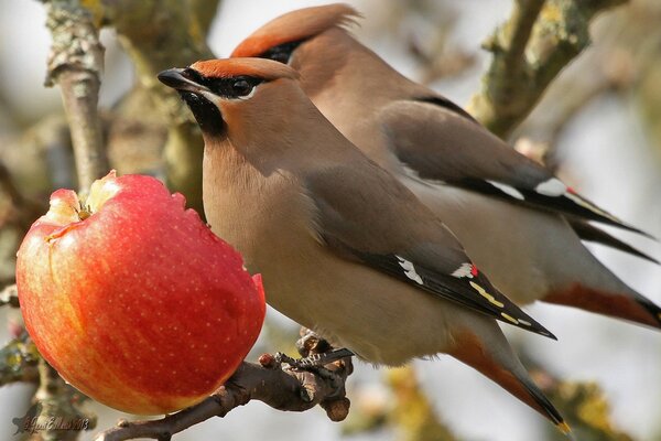 Birds are sitting on a branch next to a bitten apple