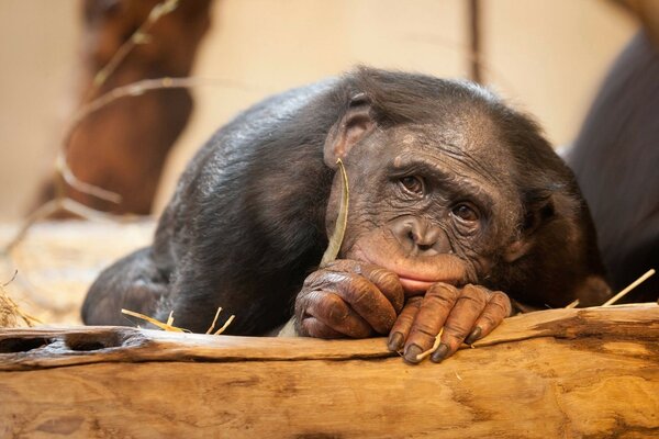 Zamyślona małpa smutna o bananie
