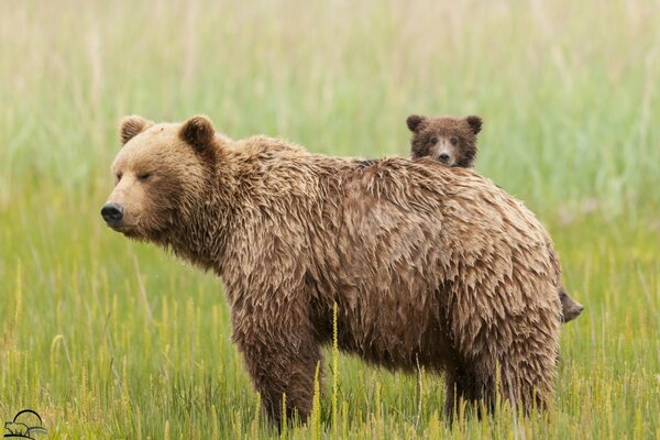 La Osa y el oso de pie en el Prado