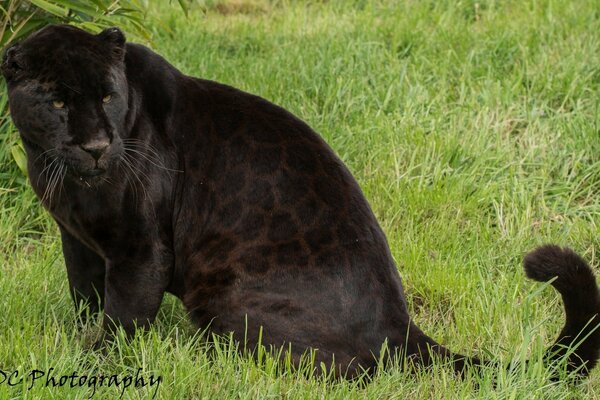 Żbik czarna pantera jaguar na zielonej trawie