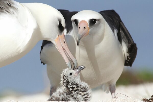 Les parents du poussin, les oiseaux Albatros