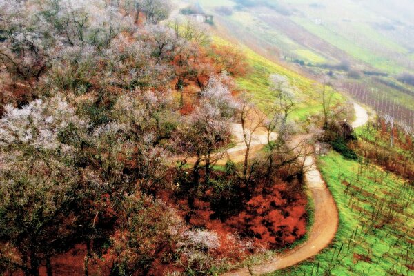 Winding road and spring nature