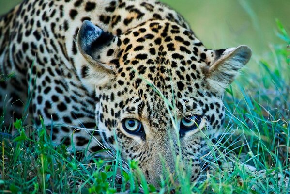 Leopardo adulto en la hierba verde