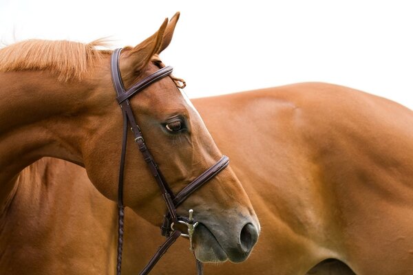 Cabeza de caballo de perfil y con una melena exuberante