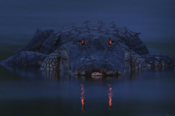 Cocodrilo en la oscuridad en el río con ojos rojos